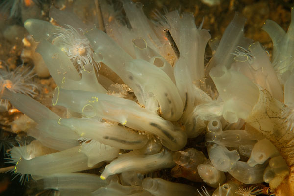 Ciona intestinalis - Sea Squirts (Tunicata)