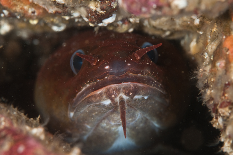 Gaidropsarus mediterraneus - Fishes – bony and cartilagous (Pisces)