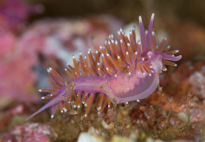Edmundsella pedata - Sea Slugs & Sea Hares (Nudibranchs etc)