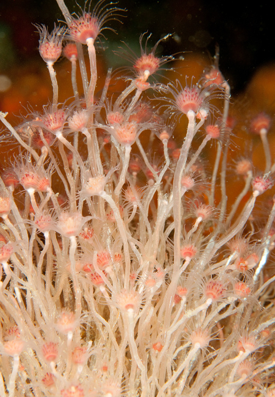Tubularia larynx - Sea Firs (Hydrozoa)