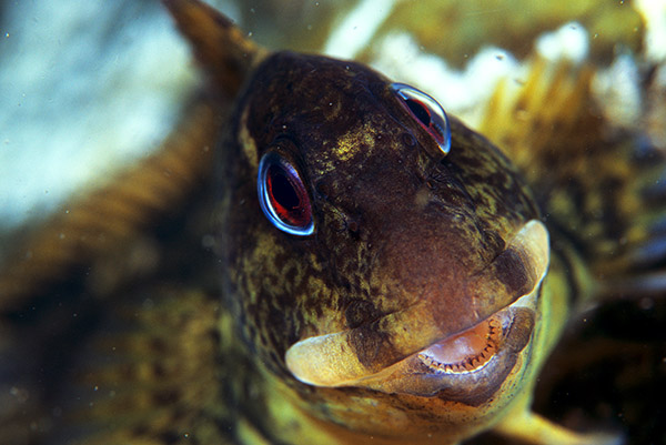 Lipophrys pholis - Fishes – bony and cartilagous (Pisces)
