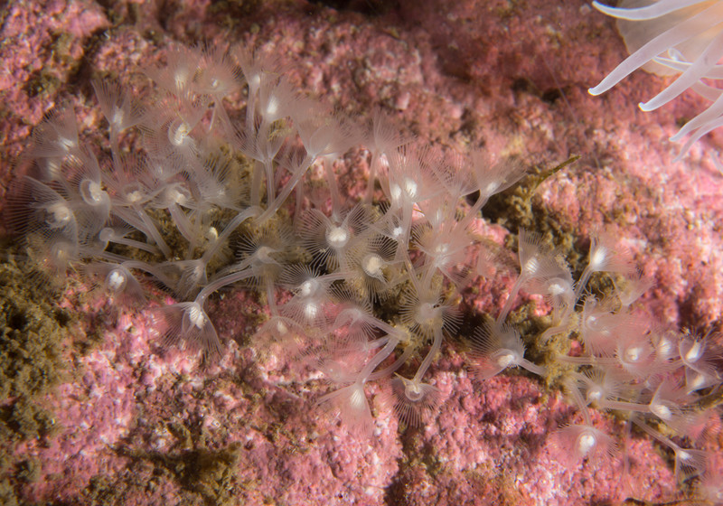 Phoronis hippocrepia - Worms (from various groups)