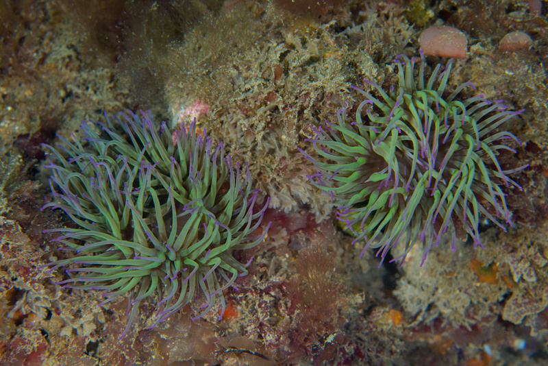 Anemonia viridis - Anemones (Anthozoa)
