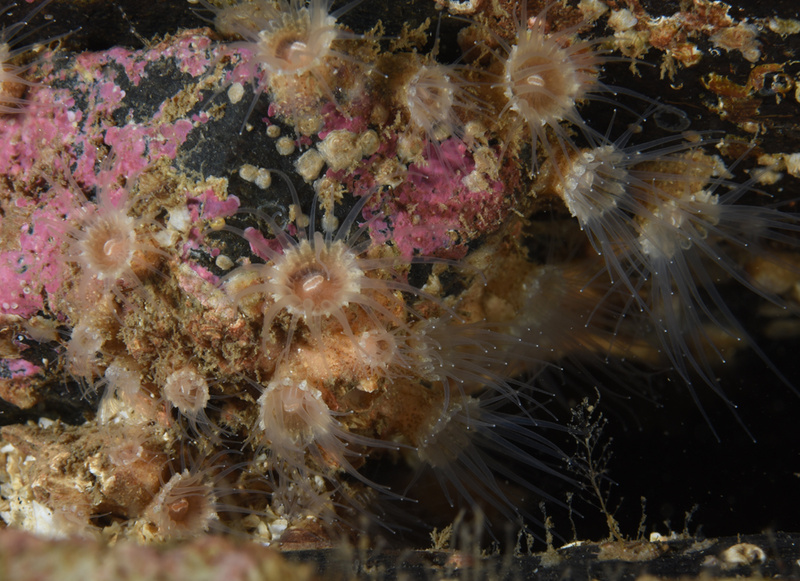 Epizoanthus couchii - Anemones (Anthozoa)