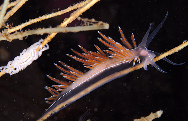 Fjordia sp. - Sea Slugs & Sea Hares (Nudibranchs etc)