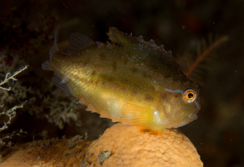 Cyclopterus lumpus - Fishes – bony and cartilagous (Pisces)