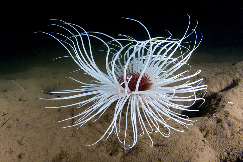 Pachycerianthus multiplicatus - Anemones (Anthozoa)