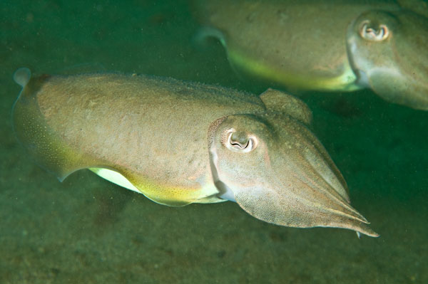 Sepia officinalis - Octopus, Squid & Cuttlefish (Cephalopoda)