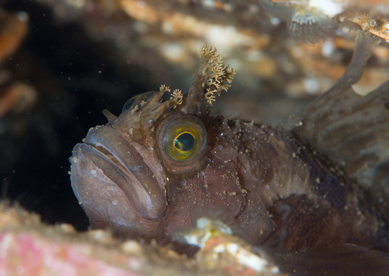 Chirolophis ascanii - Fishes – bony and cartilagous (Pisces)