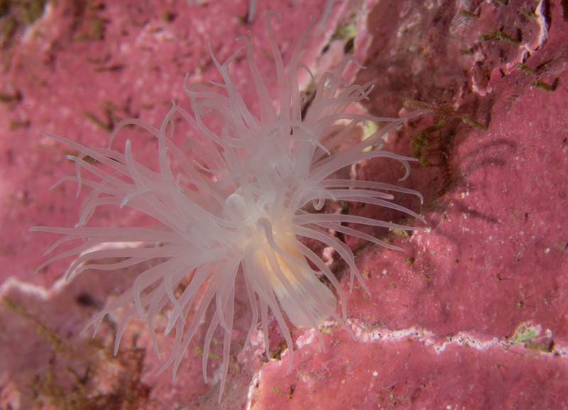 Protanthea simplex - Anemones (Anthozoa)