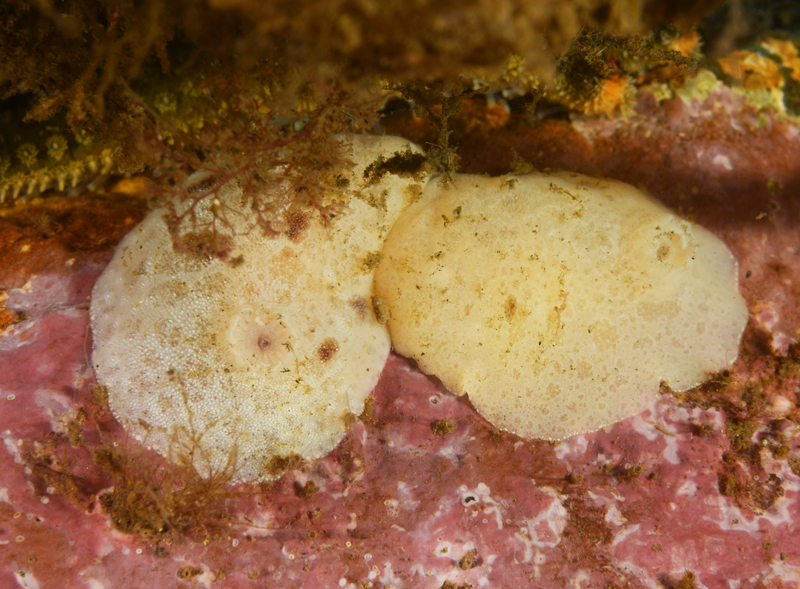 Jorunna tomentosa - Sea Slugs & Sea Hares (Nudibranchs etc)