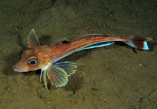 Eutrigla gurnardus - Fishes – bony and cartilagous (Pisces)