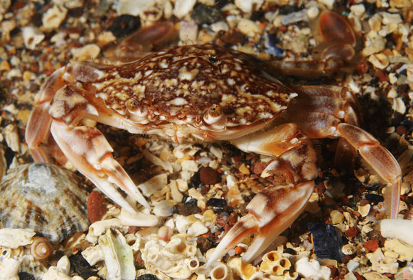 Liocarcinus marmoreus - Crabs, Lobsters, Shrimps & Prawns etc (Crustacea)