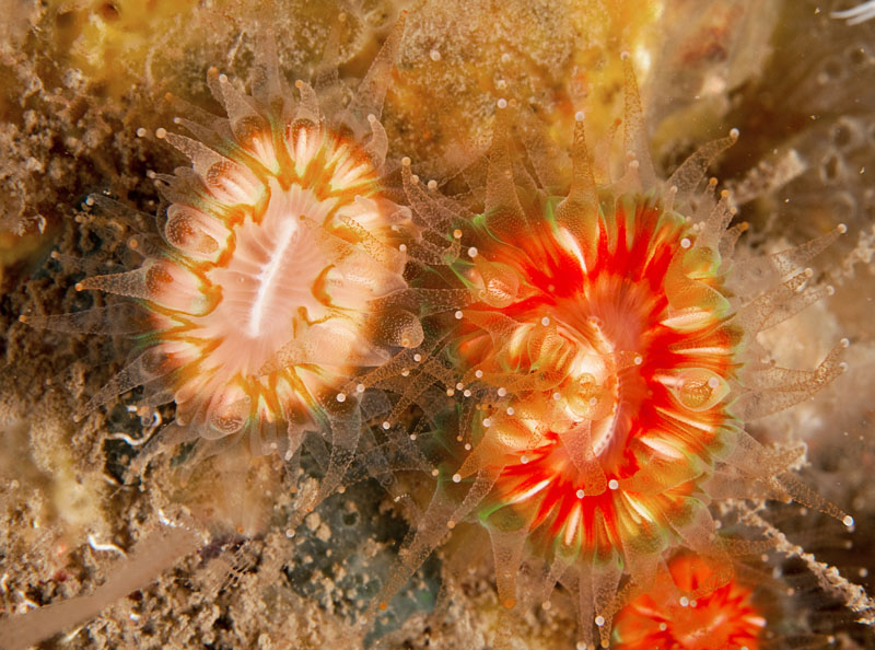 Caryophyllia smithii - Corals (Anthozoa)