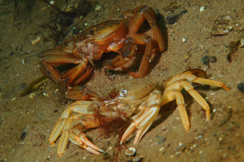 Liocarcinus depurator moulting j - Behaviour observations