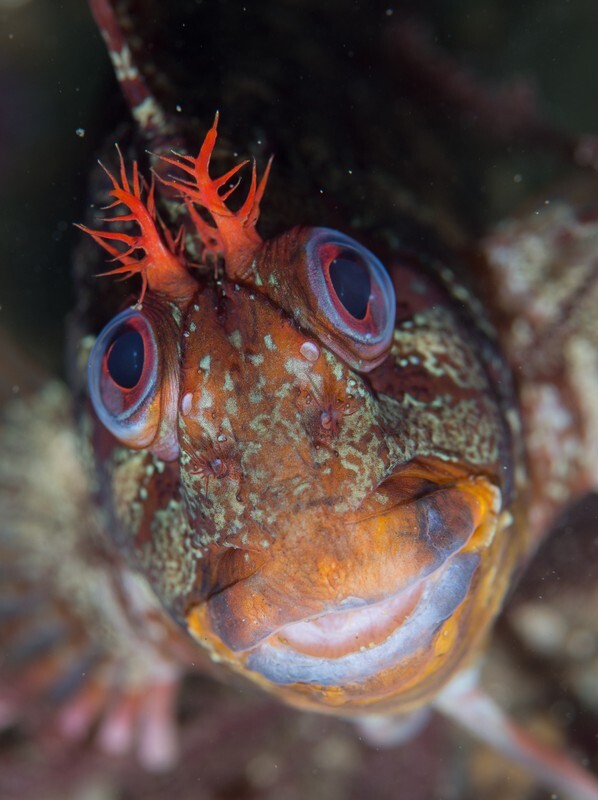 Parablennius gattorugine - Fishes – bony and cartilagous (Pisces)
