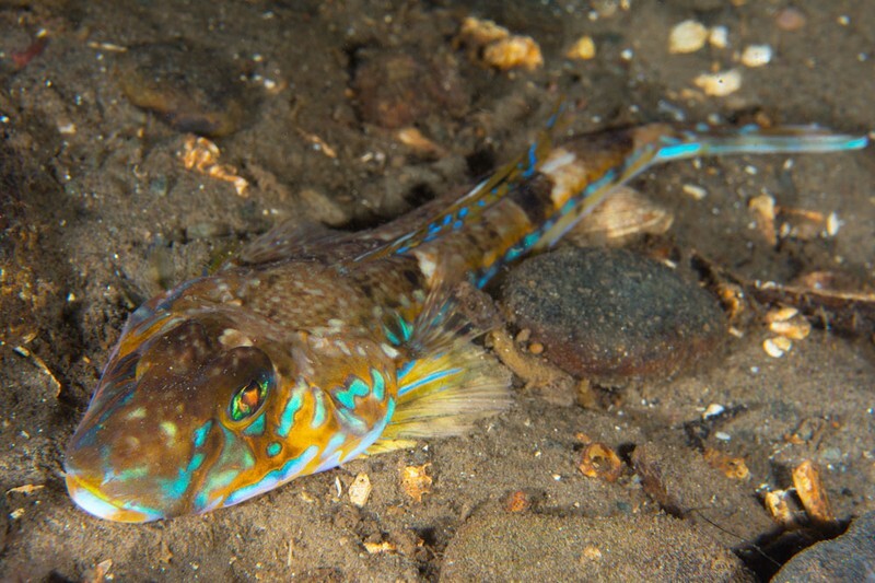 Callionymus lyra - Fishes – bony and cartilagous (Pisces)