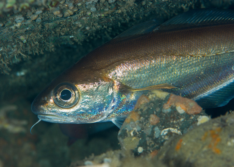 Trisopterus minutus - Fishes – bony and cartilagous (Pisces)