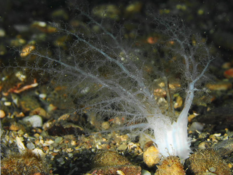 Neopentadactyla mixta - Sea Cucumbers (Echinodermata)
