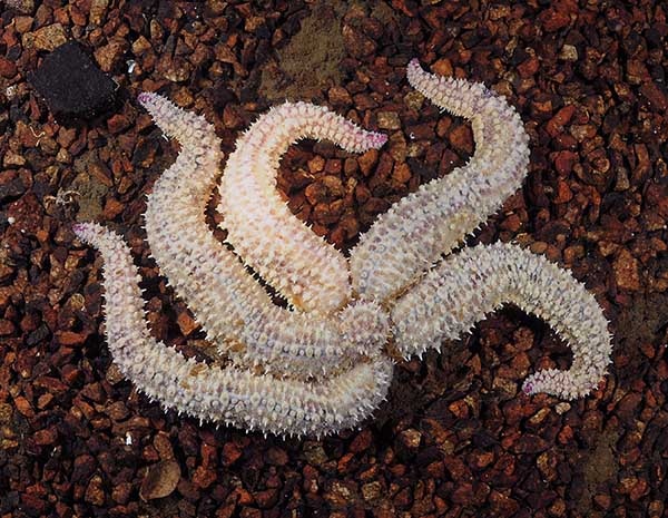 Marthasterias glacialis - Starfish (Echinodermata)