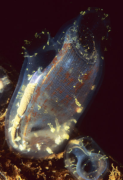 Corella parallelogramma - Sea Squirts (Tunicata)