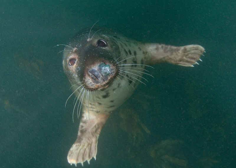 Grey Seal - Halichoerus grypus - Grey Seals