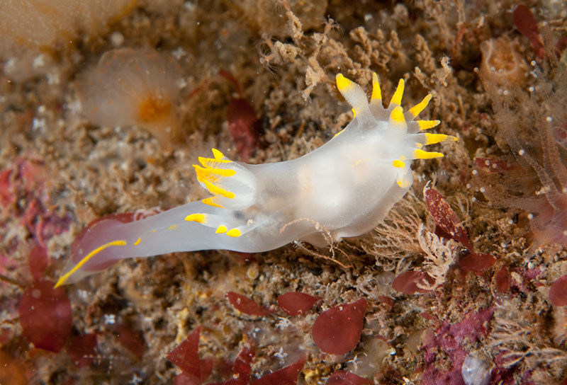 Polycera faeroensis - Sea Slugs & Sea Hares (Nudibranchs etc)
