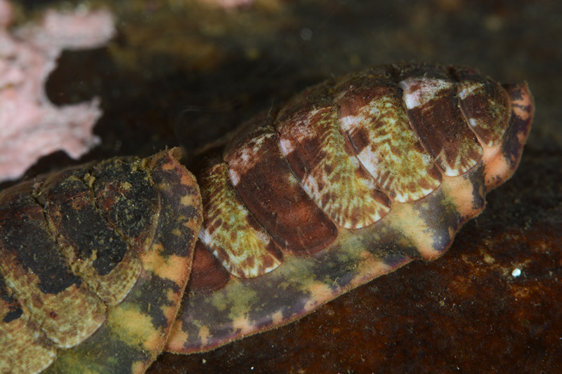 Tonicella marmorea - Sea Snails, Bivalves & Lamp Shells (Mollusca etc)