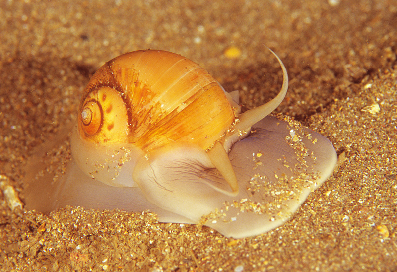 Euspira catena - Sea Snails, Bivalves & Lamp Shells (Mollusca etc)
