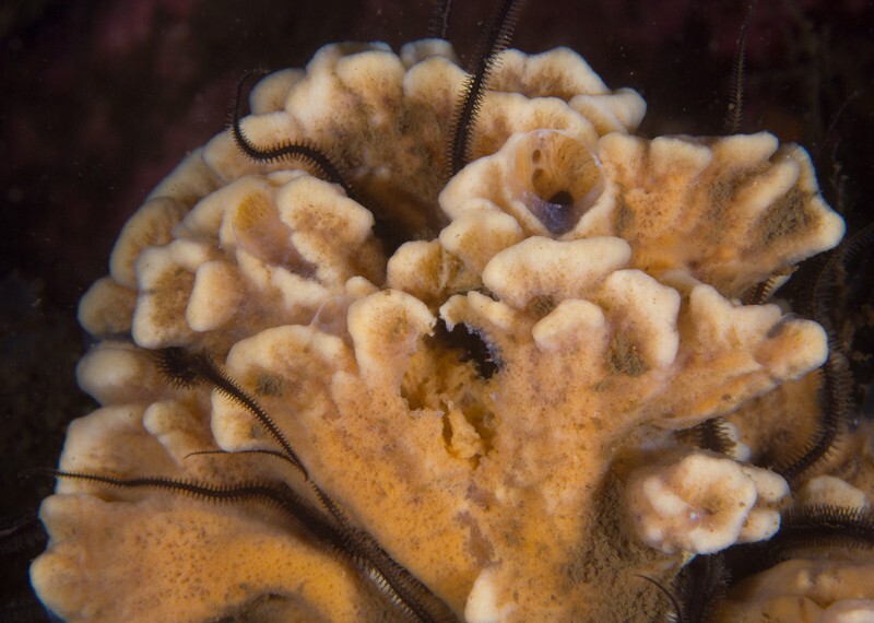 Clathria barleei - Sponges (Porifera)