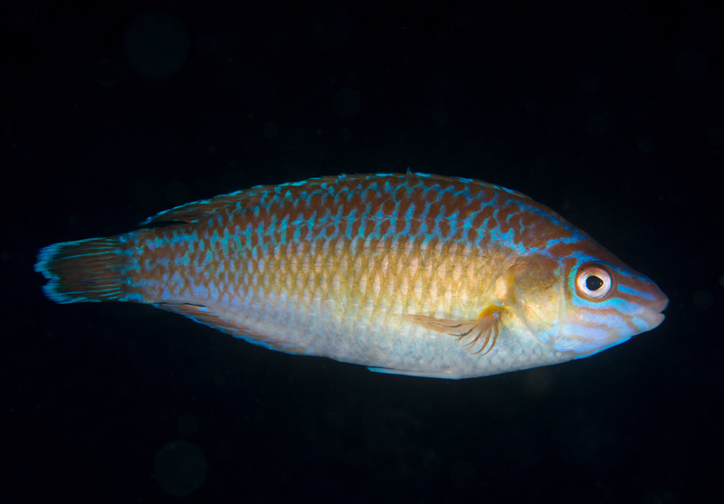 Centrolabrus exoletus - Fishes – bony and cartilagous (Pisces)