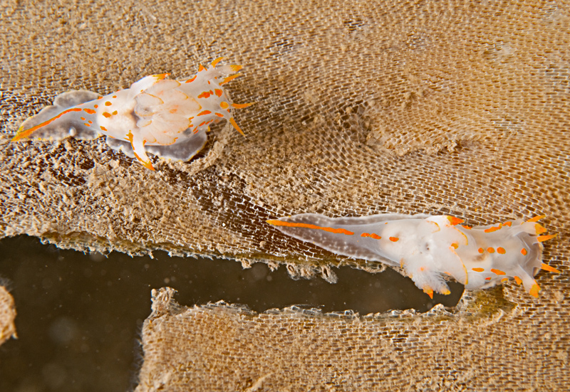 Polycera quadrilineata - Sea Slugs & Sea Hares (Nudibranchs etc)