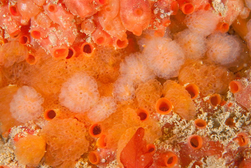Colourful sea squirts - Habitat Scenes