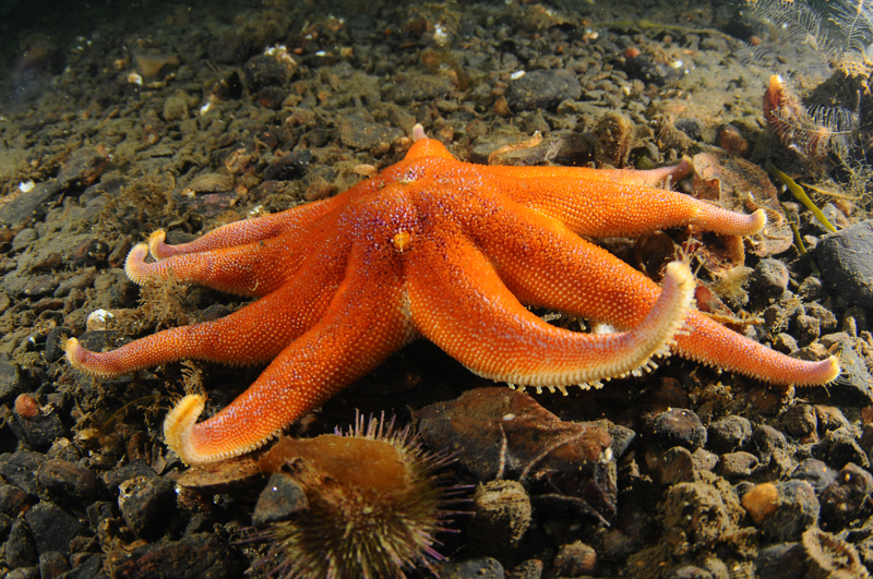 Solaster endeca - Starfish (Echinodermata)