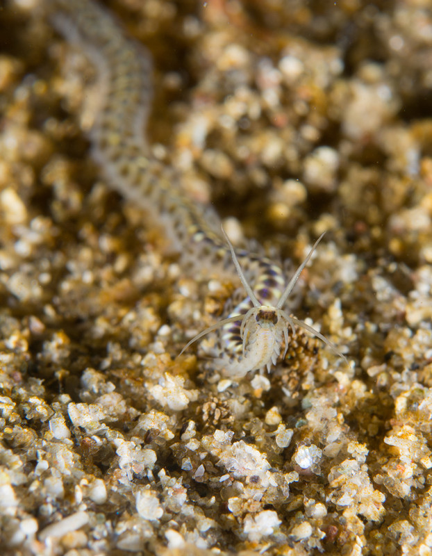 Phyllodoce mucosa - Worms (from various groups)