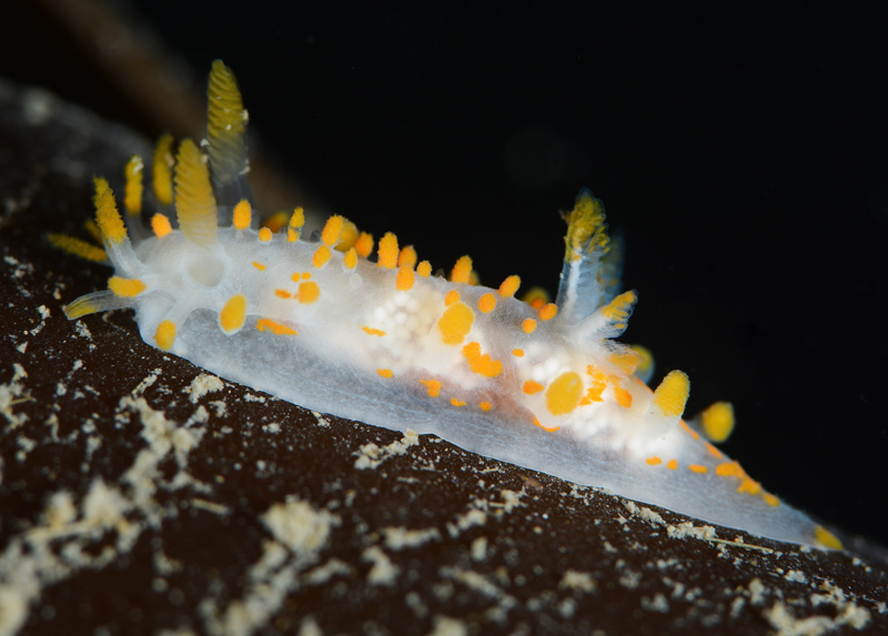 Limacia clavigera - Sea Slugs & Sea Hares (Nudibranchs etc)
