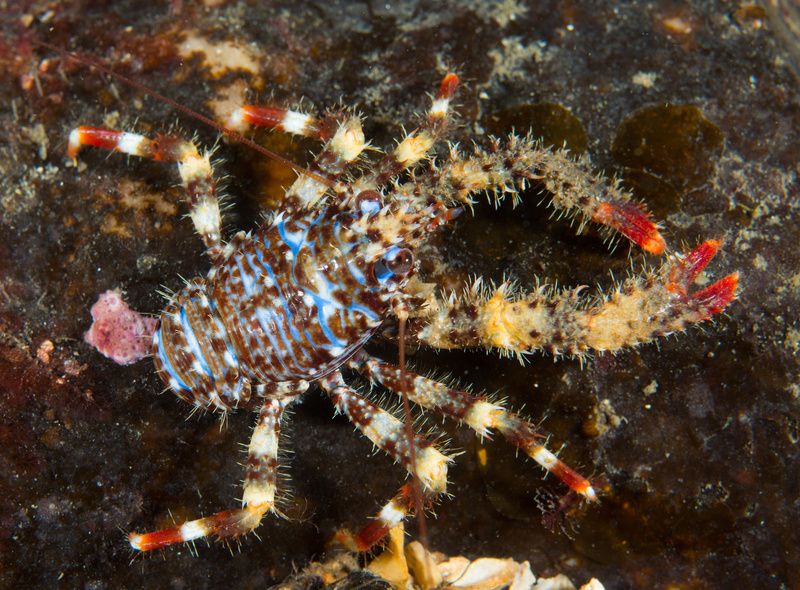 Galathea strigosa juvenile - Crabs, Lobsters, Shrimps & Prawns etc (Crustacea)