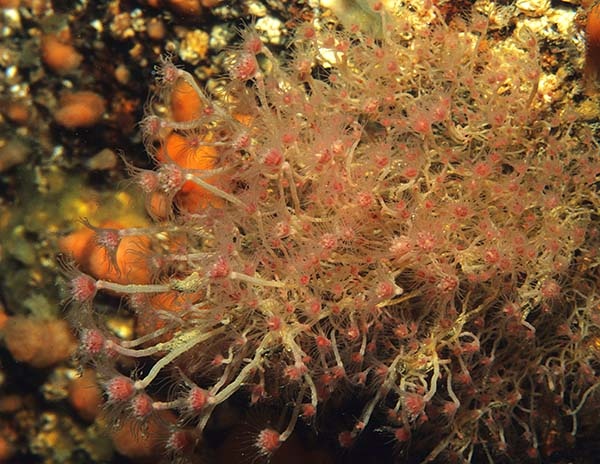 Tubularia larynx - Sea Firs (Hydrozoa)