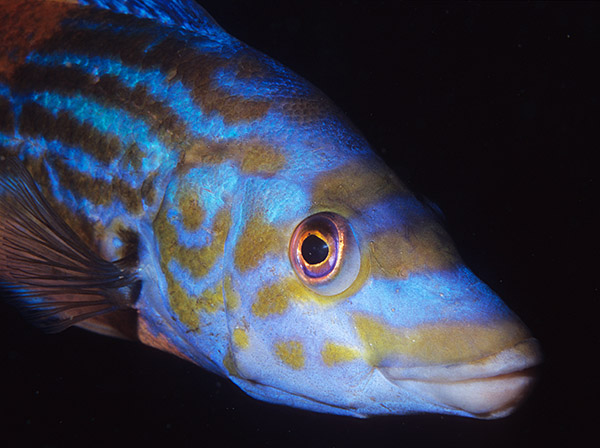 Labrus mixtus - Fishes – bony and cartilagous (Pisces)