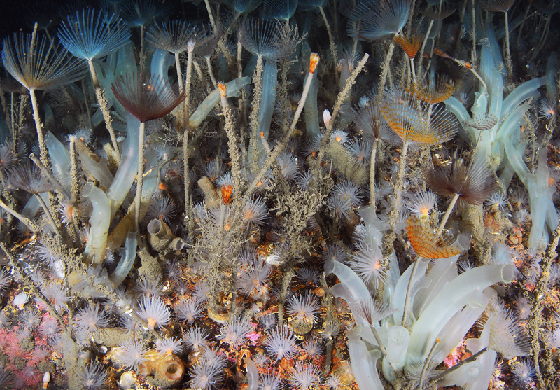Scottish sea loch - Habitat Scenes