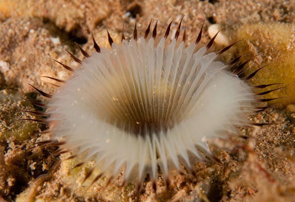 Myxicola infundibulum - Worms (from various groups)