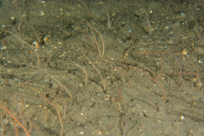 Acrocnida brachiata - Starfish (Echinodermata)