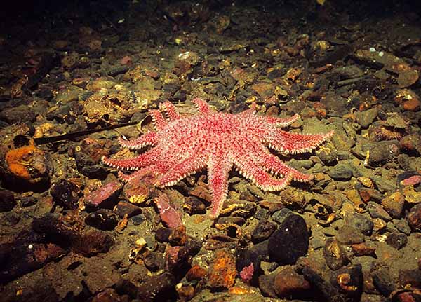 Crossaster papposus - Starfish (Echinodermata)