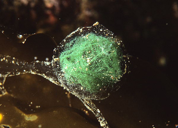 Phyllodoce maculata egg capsule - Worms (from various groups)