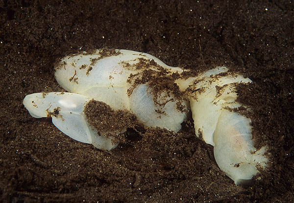 Philine quadripartita - Sea Slugs & Sea Hares (Nudibranchs etc)