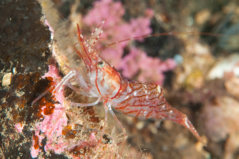 Pandalus montagui - Crabs, Lobsters, Shrimps & Prawns etc (Crustacea)