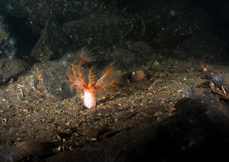 Scottish sea loch - Habitat Scenes