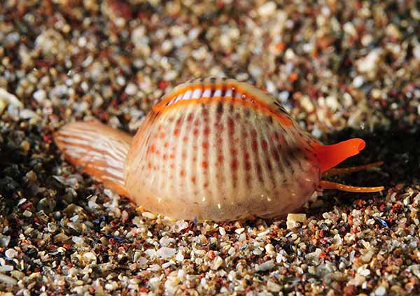 Trivia monacha - Sea Snails, Bivalves & Lamp Shells (Mollusca etc)