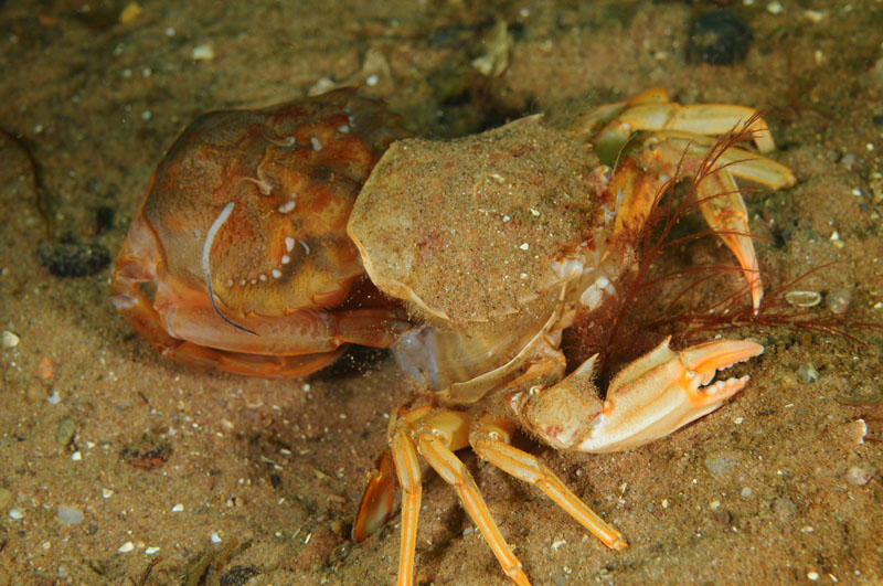 Liocarcinus depurator moulting c - Behaviour observations
