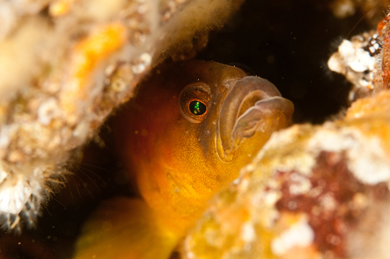 Pholis gunnellus - Fishes – bony and cartilagous (Pisces)